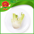 Common Cultivated Fresh Fennel for Export